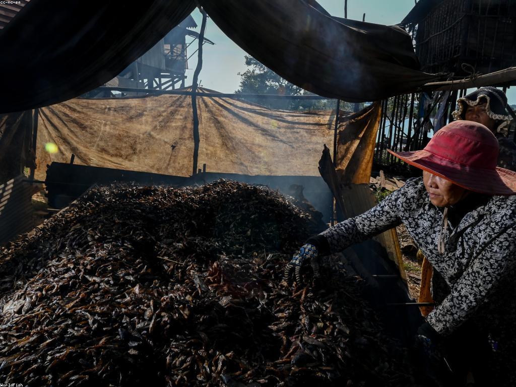 ត្រីពិសេស៖ មគ្គុទេសក์អាហារ និងសុខភាព