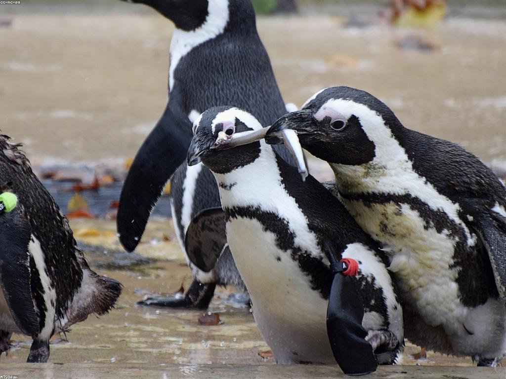 ត្រីពិសេស៖ ការបង្កើតវប្បធម៌នៃត្រីពិសេស