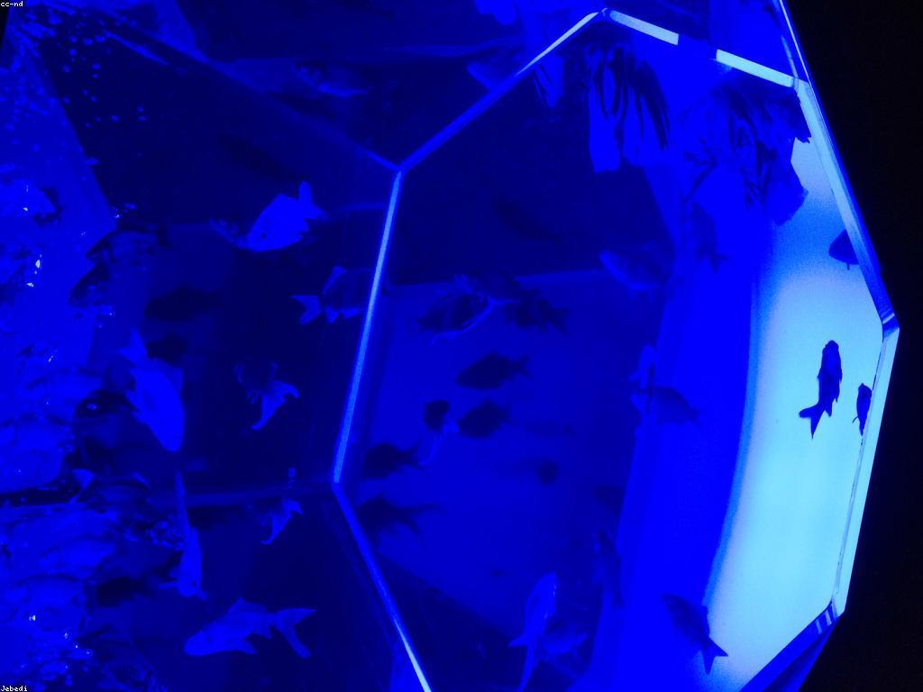 ការថែទាំត្រី៖ យោបល់ និង ដំណើរការ