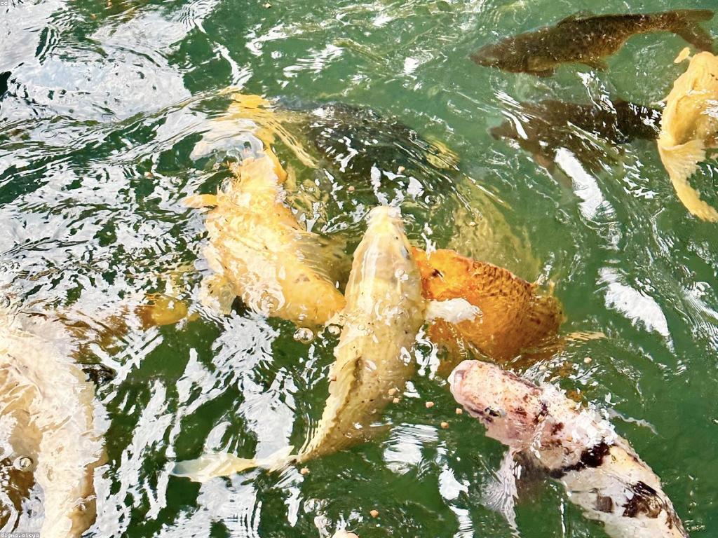 កន្លែងលក់ត្រី: ការជ្រើសរើស និងការទិញ