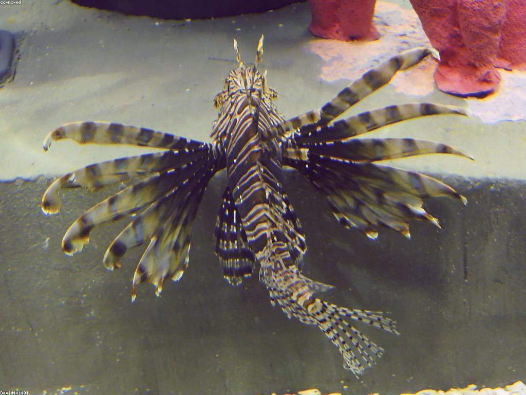 គន្លឹះសម្រាប់ការថែទាំត្រីក្នុងអាង