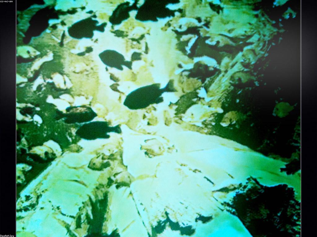 ការថែទាំត្រី៖ យោបល់ និង ដំណើរការ