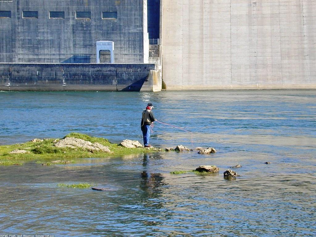 ត្រីពិសេស: ការស្រាវជ្រាវអំពីត្រីមានតំលៃនិងអត្ថប្រយោជន៍