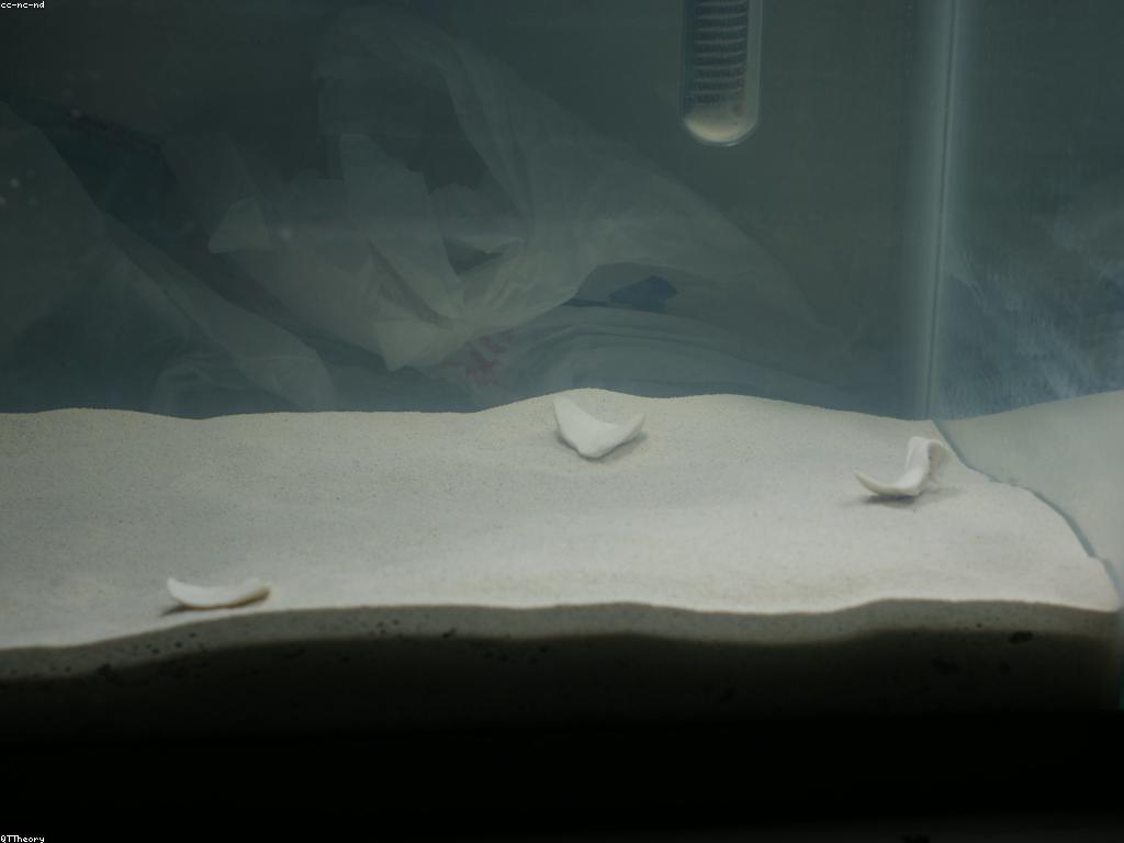 ការថែទាំត្រី: គន្លឹះសម្រាប់ការតាំងរោងត្រី