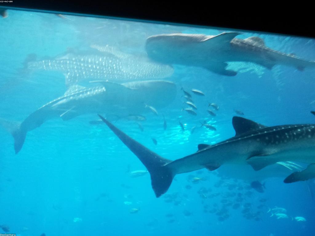 ការថែទាំទឹកក្នុងអាងត្រី